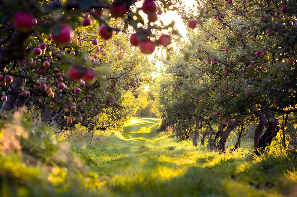 The Orchard Before the Harvest art puzzle: a sunlit apple orchard lane, red apples heavy on the branches and long grass glowing gold
