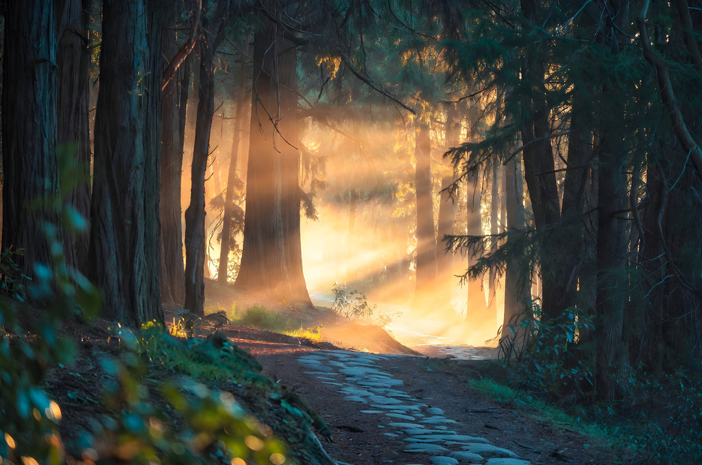 The Path the Giants Lit art puzzle: a stone path through a forest of giant trees, low sun breaking through in long golden beams and mist