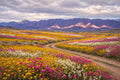 The Road Through the Desert in Bloom art puzzle: a dirt road curving through a desert superbloom of yellow, magenta and white wildflowers toward purple mountains under a soft cloudy sky