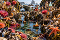 The Village in the Tide Pool art puzzle: a tiny village of shell-roofed houses built in a rocky tide pool, little bridges, lanterns and sailboats on clear water, red anemones, orange starfish and mussels all around